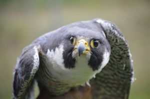 Peregrine Falcon, Photo: Helmut Mueller