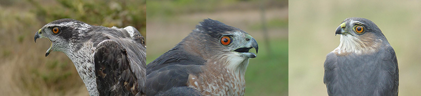 Three Accipiters