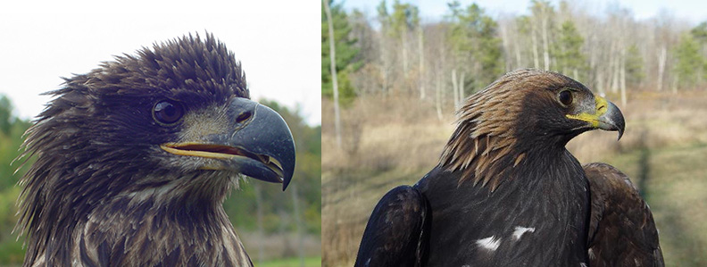Bald Eagle and Golden Eagle