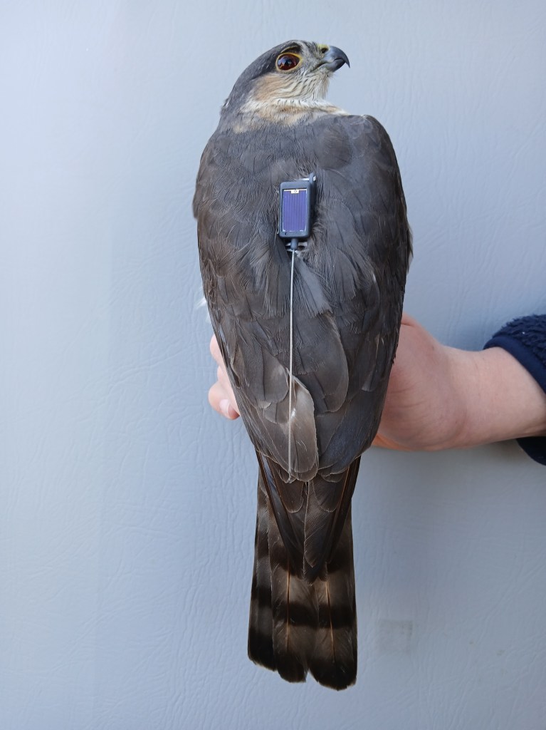 Sharp-shinned Hawk with Transmitter