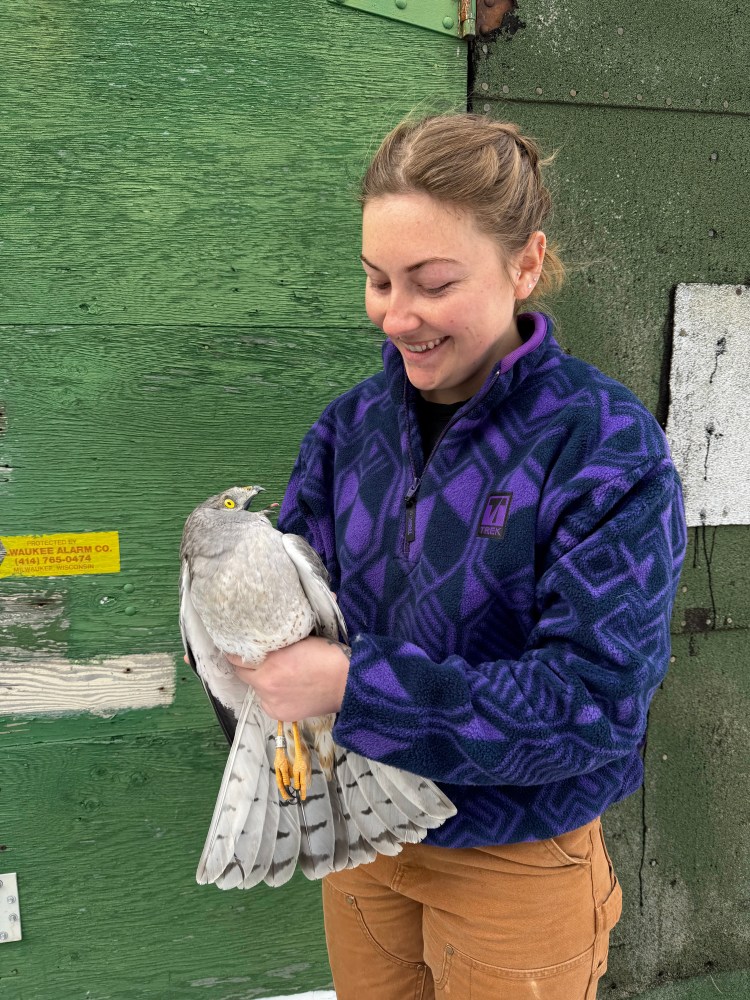 2025 intern, Emily Jones, with adult Northern Harrier