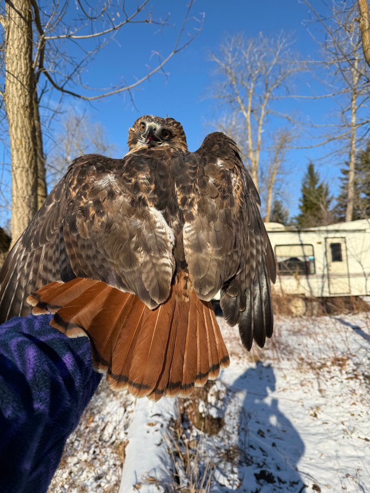 Adult Red-tailed Hawk, 2025