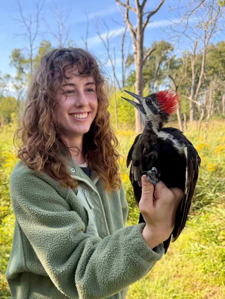 Pileated Woodpecker